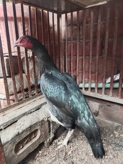 healthy aseel pure hen and chicks be aha 3 month ka