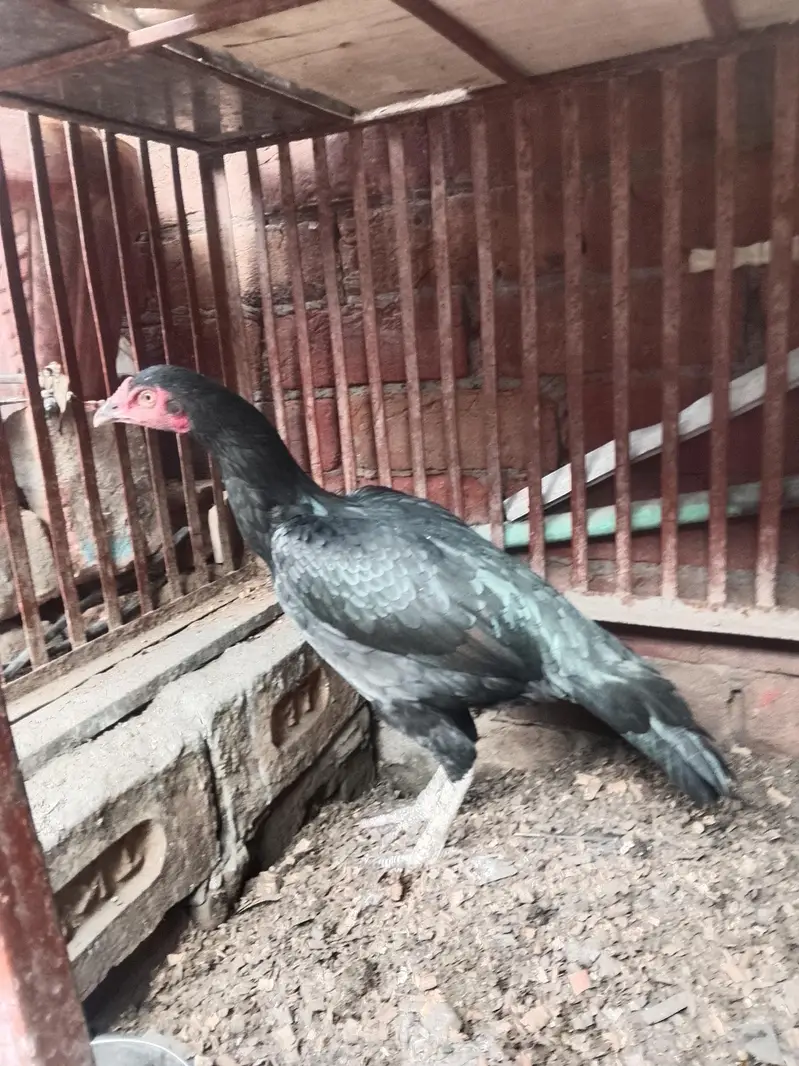 healthy aseel pure hen and chicks be aha 3 month ka — photo 2