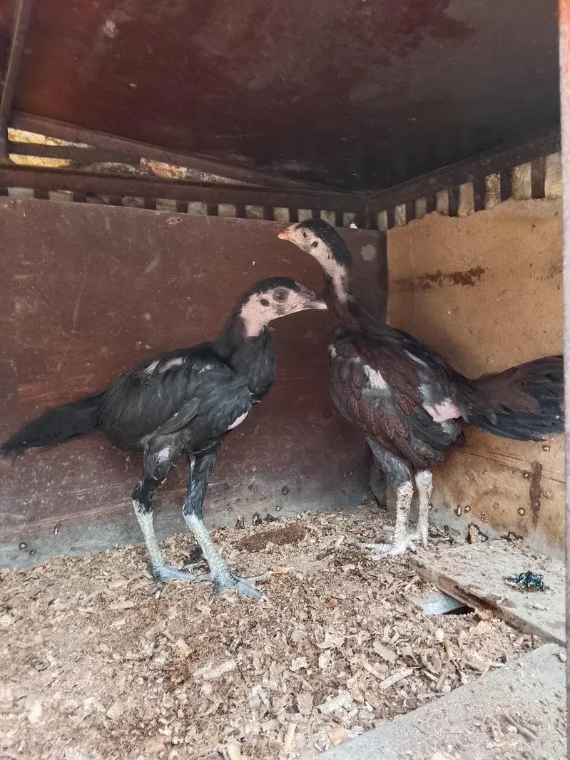 healthy aseel pure hen and chicks be aha 3 month ka — photo 3