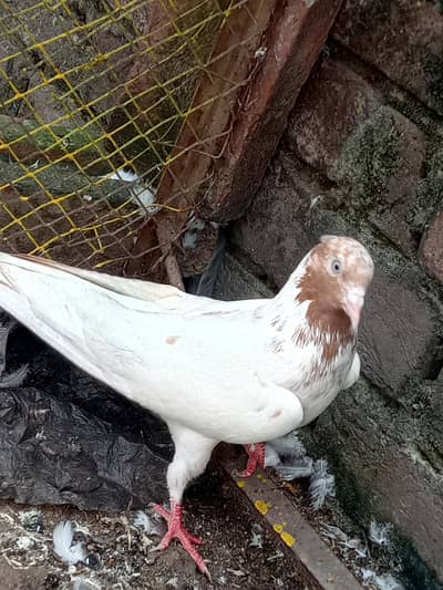 For Sale 7-8 hours flying timing Toni wala pegion