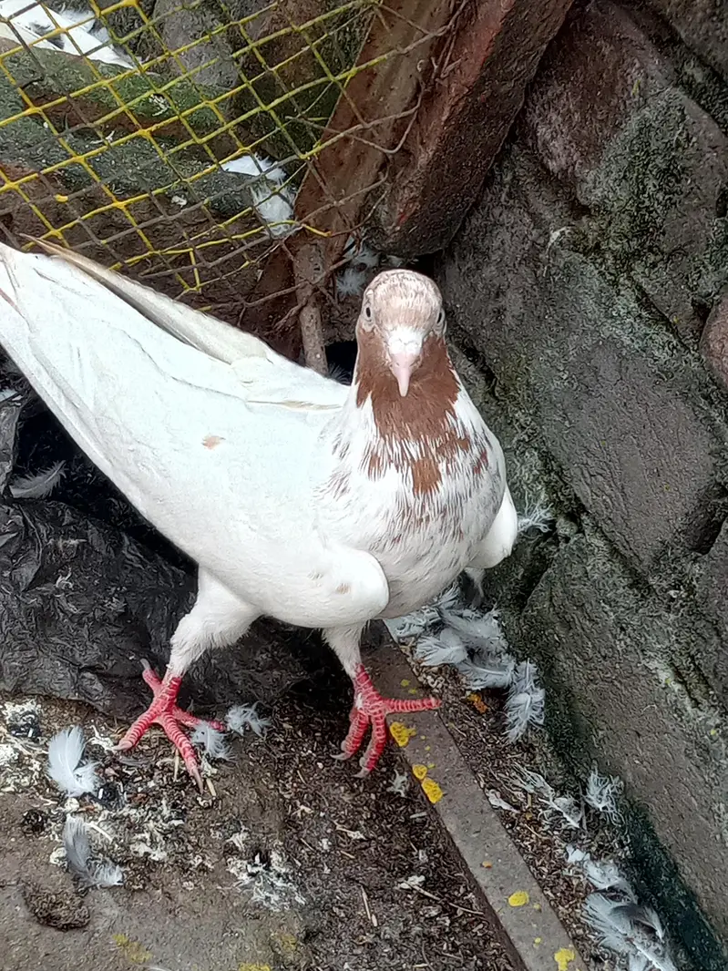 For Sale 7-8 hours flying timing Toni wala pegion — photo 3