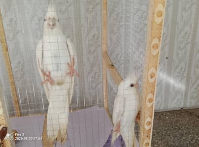 Eno cockteil for sale