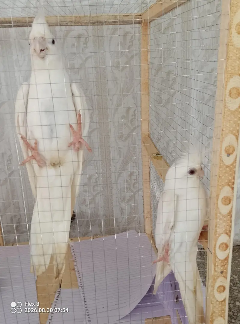 Eno cockteil for sale — photo 3