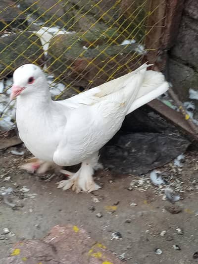 Beautiful White Fancy Female Pigeon –Feather Footed| Healthy & Active