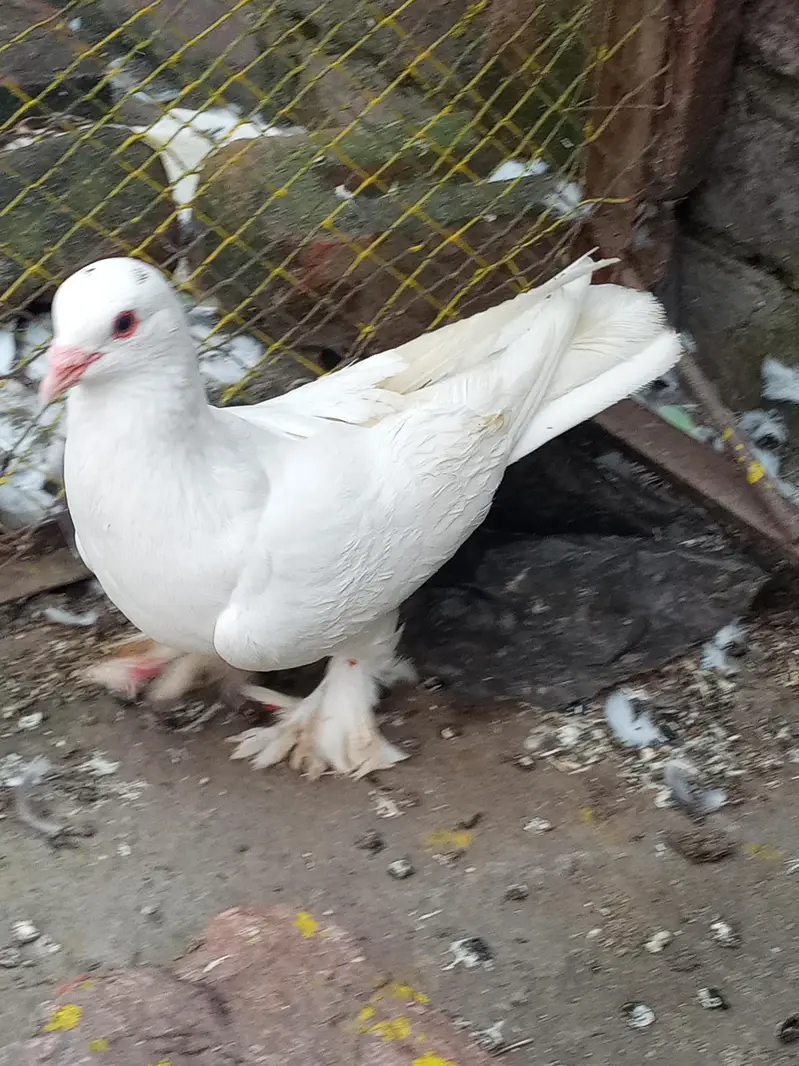 Beautiful White Fancy Female Pigeon –Feather Footed| Healthy & Active