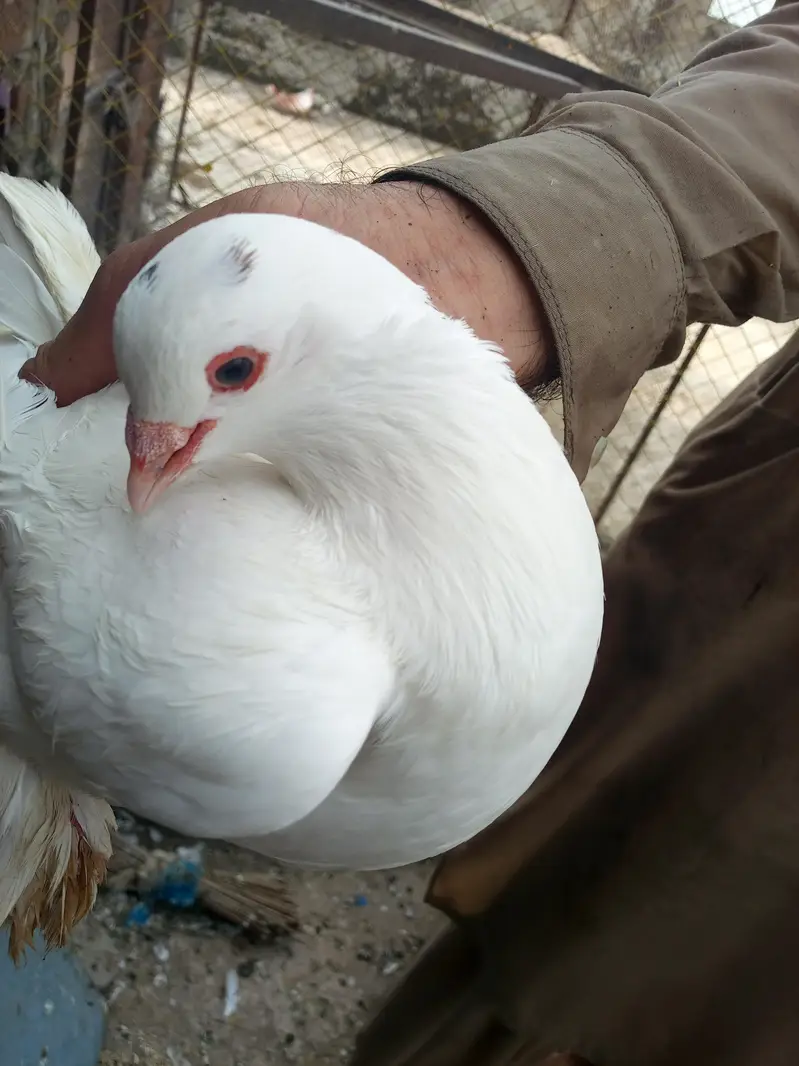 Beautiful White Fancy Female Pigeon –Feather Footed| Healthy & Active — photo 2