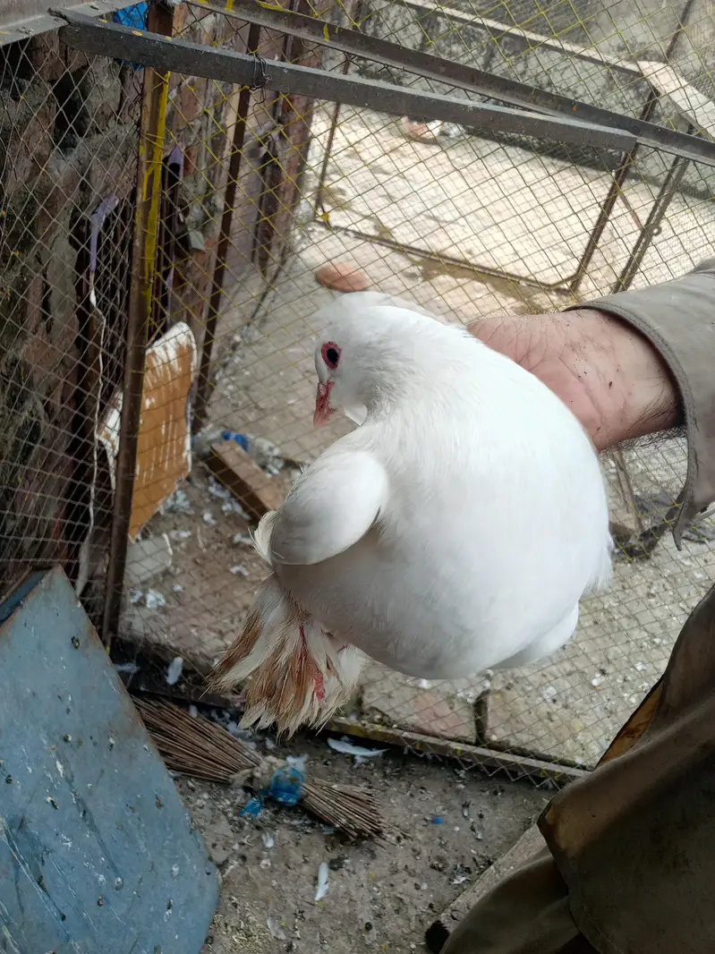Beautiful White Fancy Female Pigeon –Feather Footed| Healthy & Active — photo 3