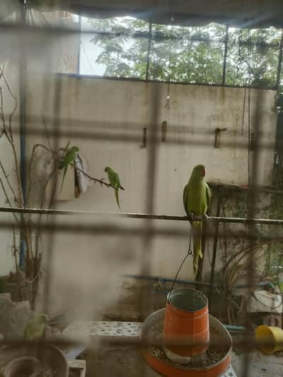 parrot for sale