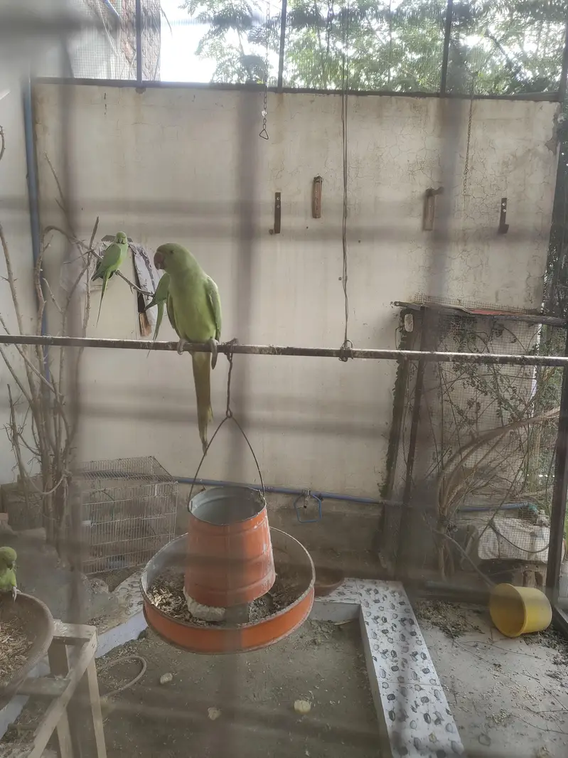parrot for sale — photo 2