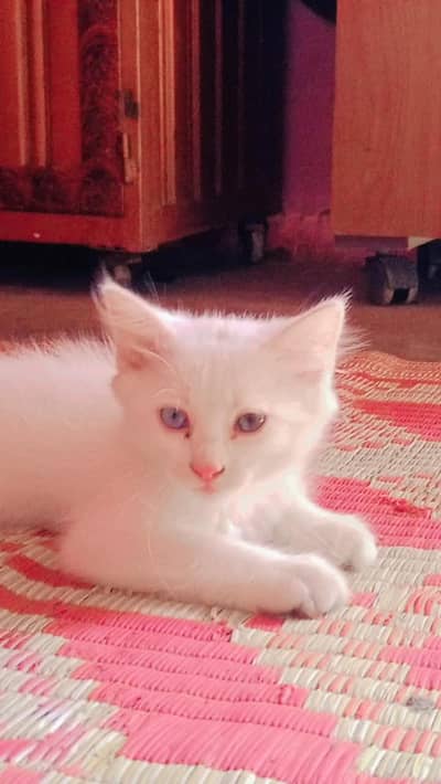 1 cat ka Bacha ha white colour ma