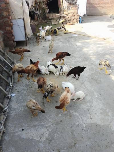 Hen's & Rabbit for sale