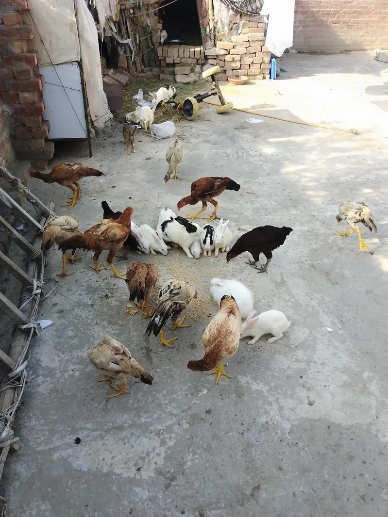 Hen's & Rabbit for sale — photo 2