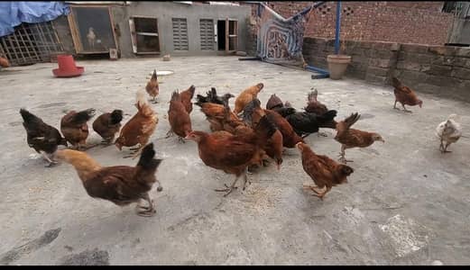 Golden Misri Full Active
