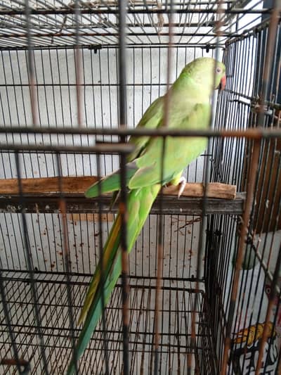 Ringneck talking and breeder female