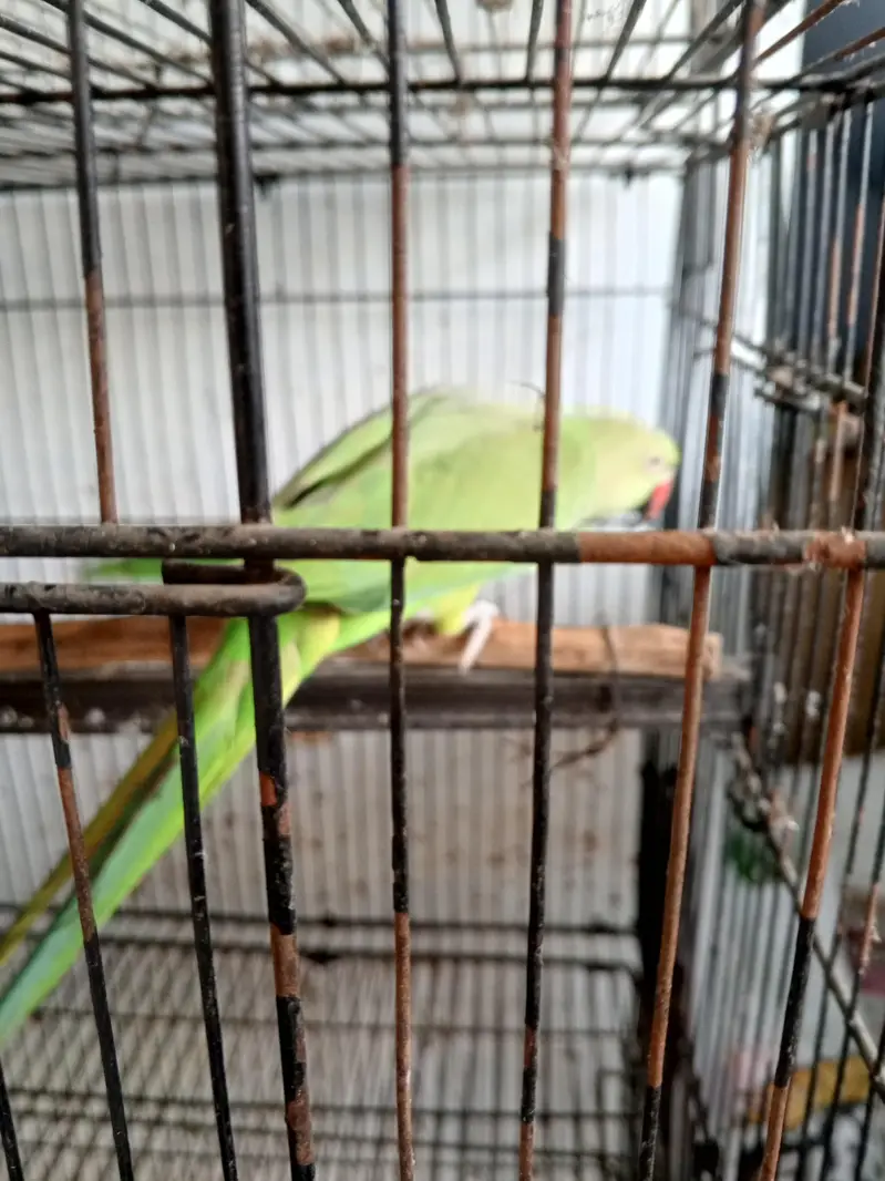 Ringneck talking and breeder female — photo 2