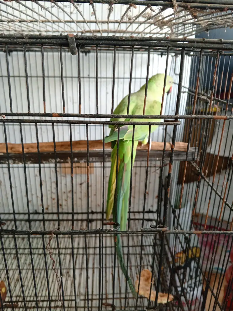 Ringneck talking and breeder female — photo 3
