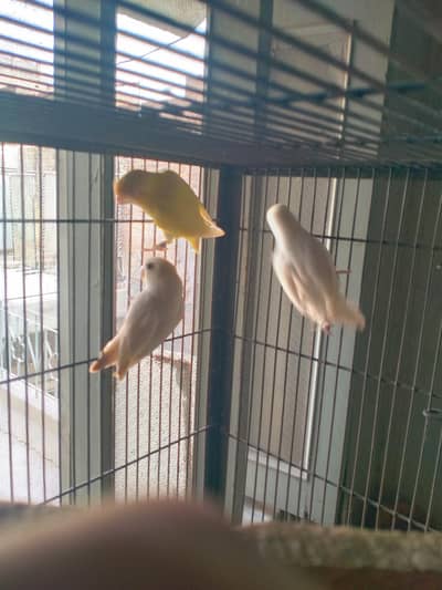 3 piece red eye for sale healthy and Active per piece 1500