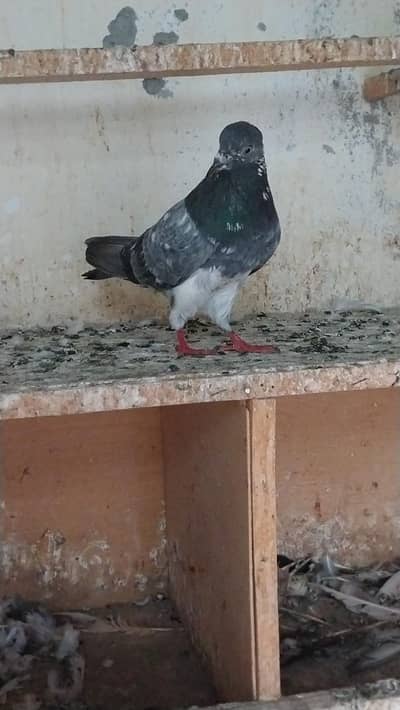 parwazi kbutr for sale 03258531906 cl.