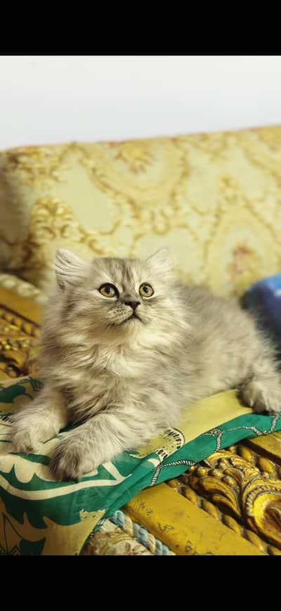 Pure home bred persian kitten