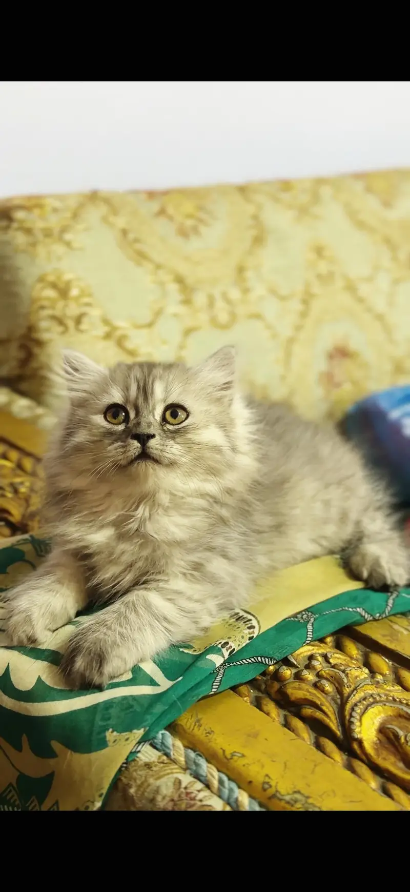 Pure home bred persian kitten — photo 2