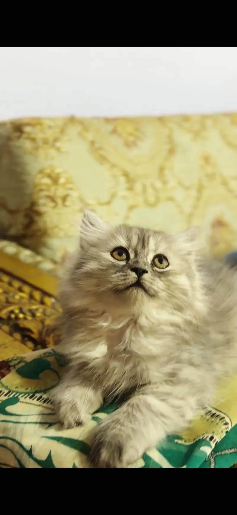 Pure home bred persian kitten — photo 3