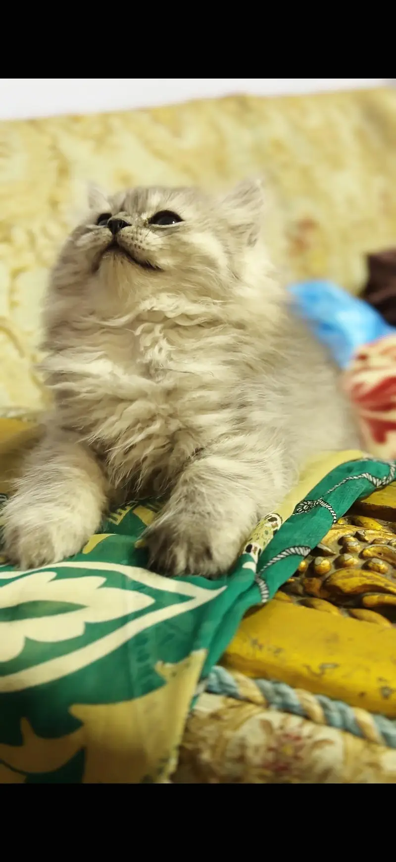 Pure home bred persian kitten — photo 4