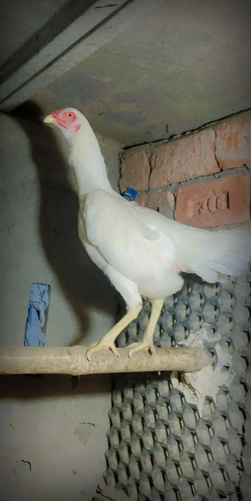Paper white walati — photo 3