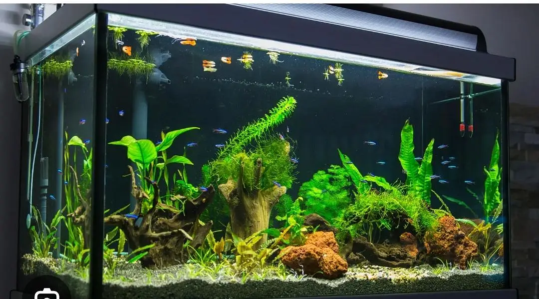 I need Fish and Fish Aquarium