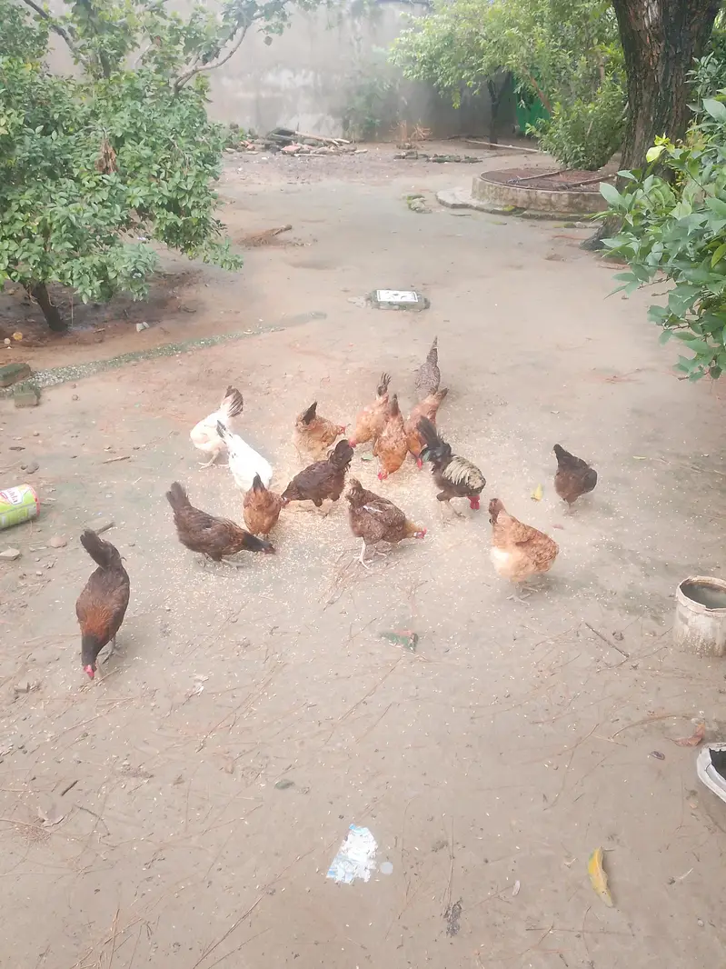 Dasi murgeyan andu wali anday day rahe han — photo 2