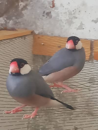 ​2 Female Grey Java Finches - Healthy & Active