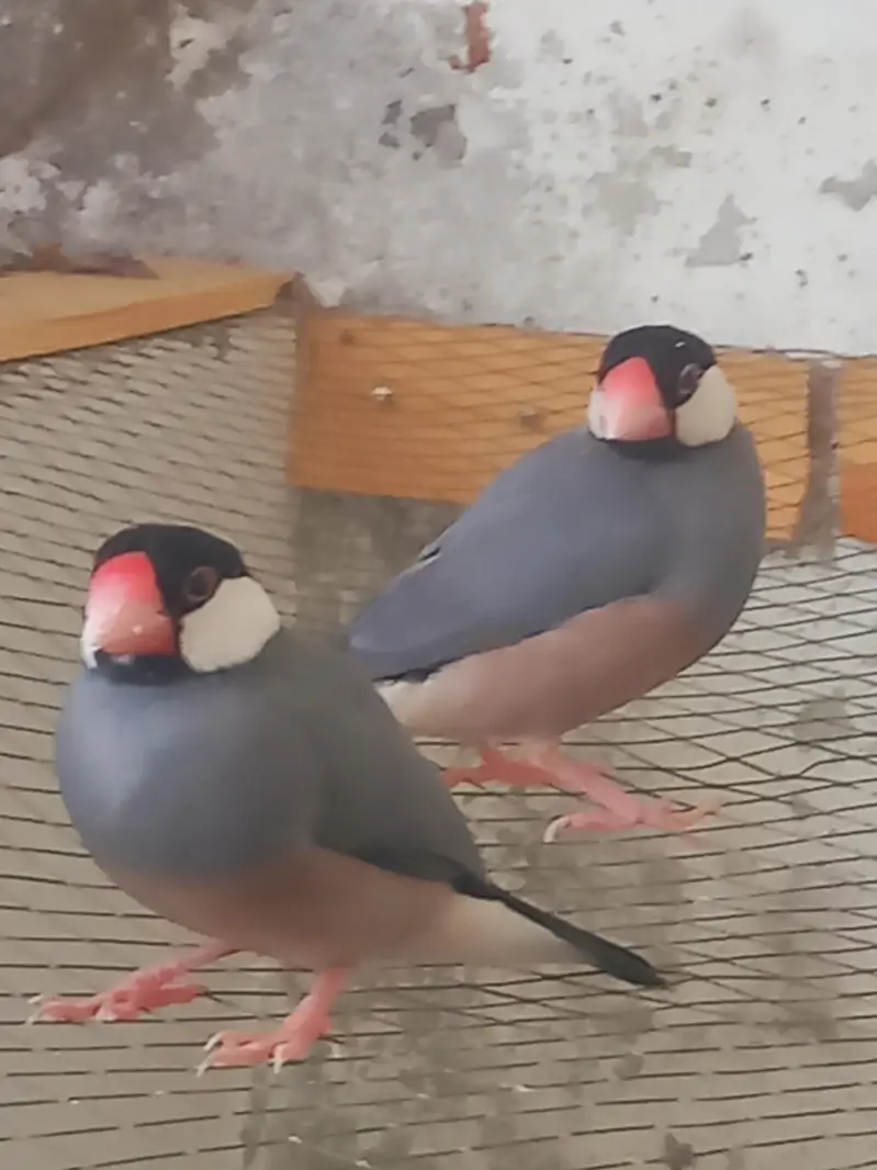 ​2 Female Grey Java Finches - Healthy & Active