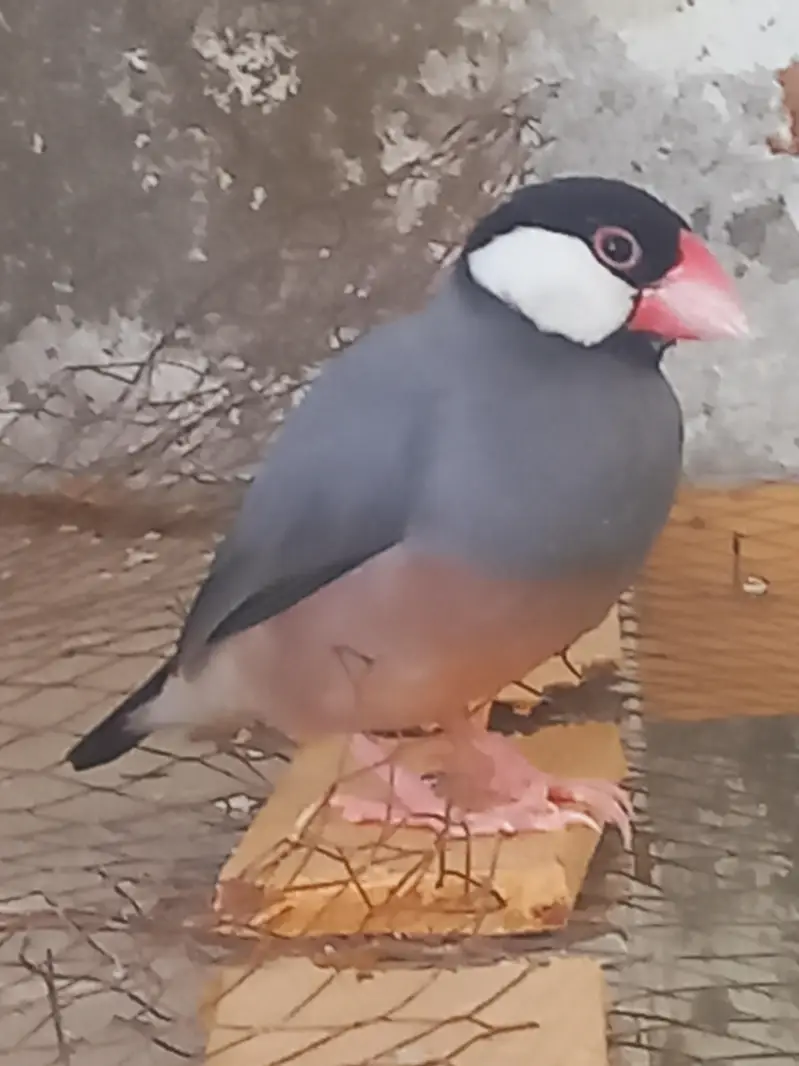 ​2 Female Grey Java Finches - Healthy & Active — photo 3