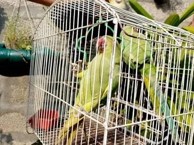 parrot