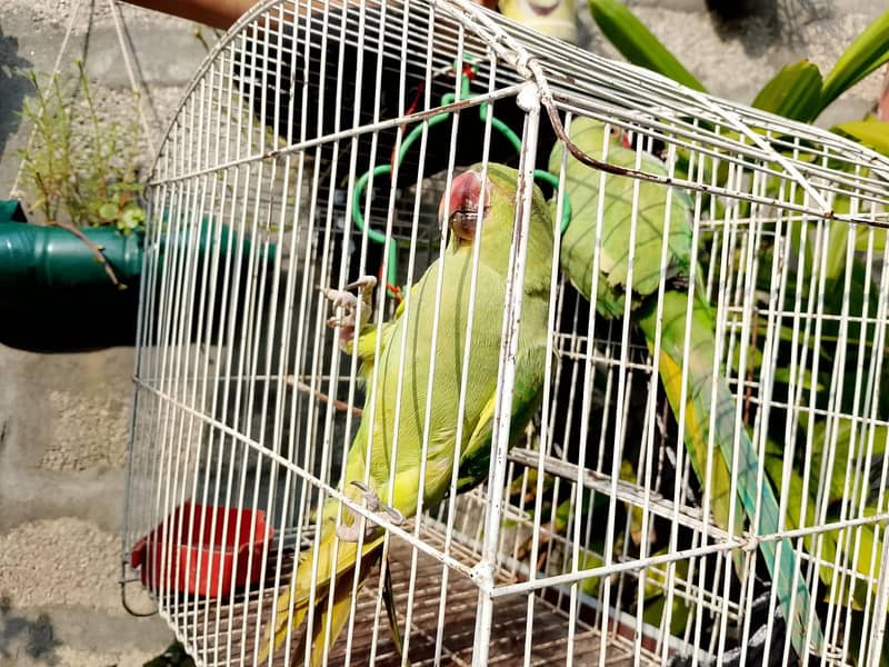 Healthy and Active green parrots pair available. 0