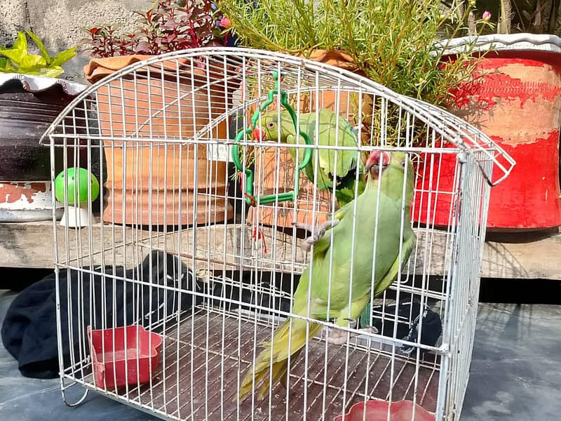 Healthy and Active green parrots pair available. 1