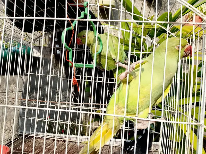 parrot — photo 3