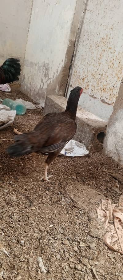 1 aseel murji and one desi murja contact on whathsapp no 03102453260