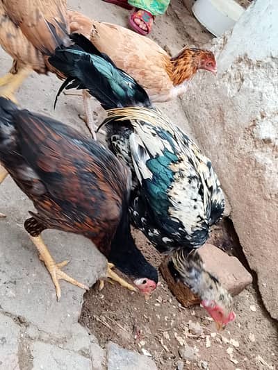 Aseel Hen For Sale