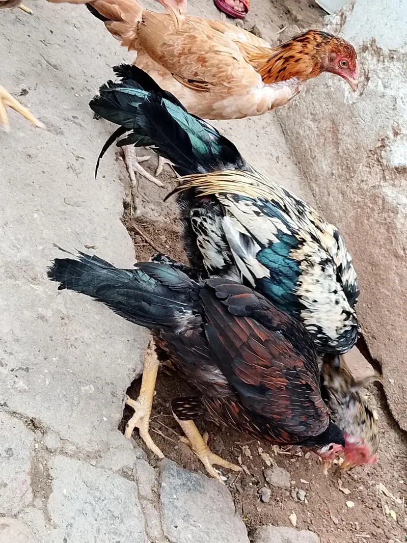 Aseel Hen For Sale — photo 2