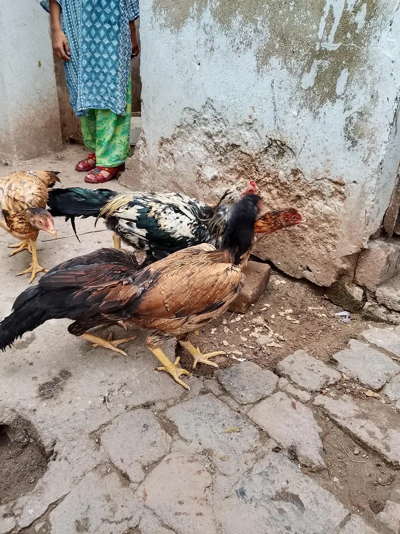 Aseel Hen For Sale — photo 3