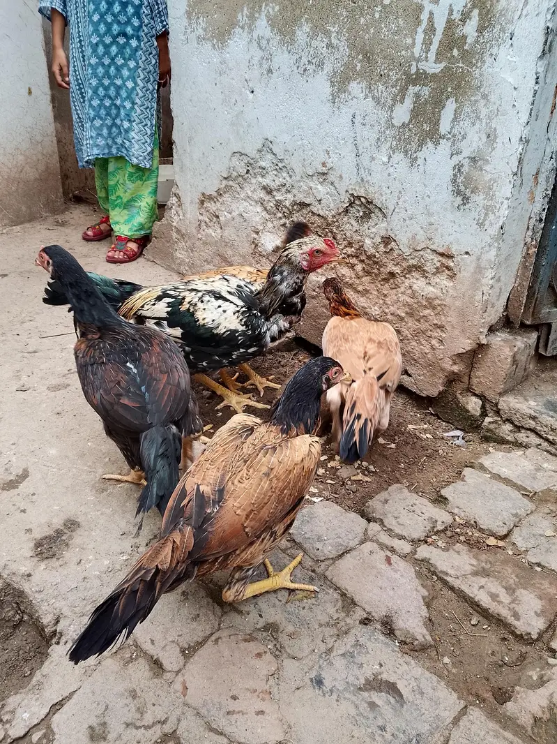 Aseel Hen For Sale — photo 4