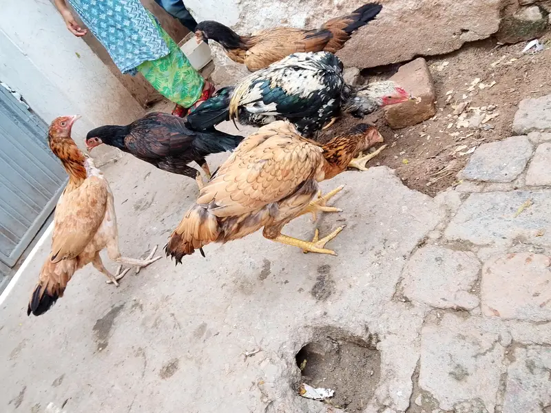 Aseel Hen For Sale — photo 5
