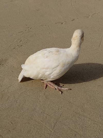 White teetar male and female breader