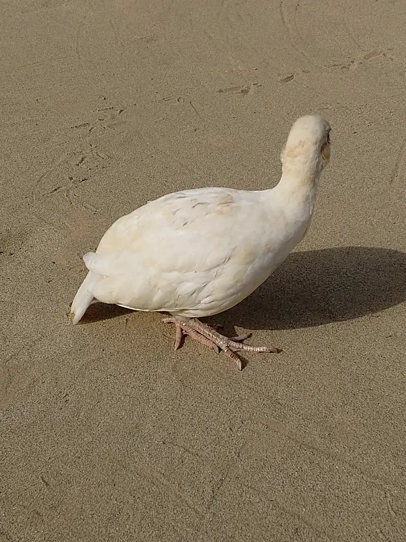 White teetar male and female breader