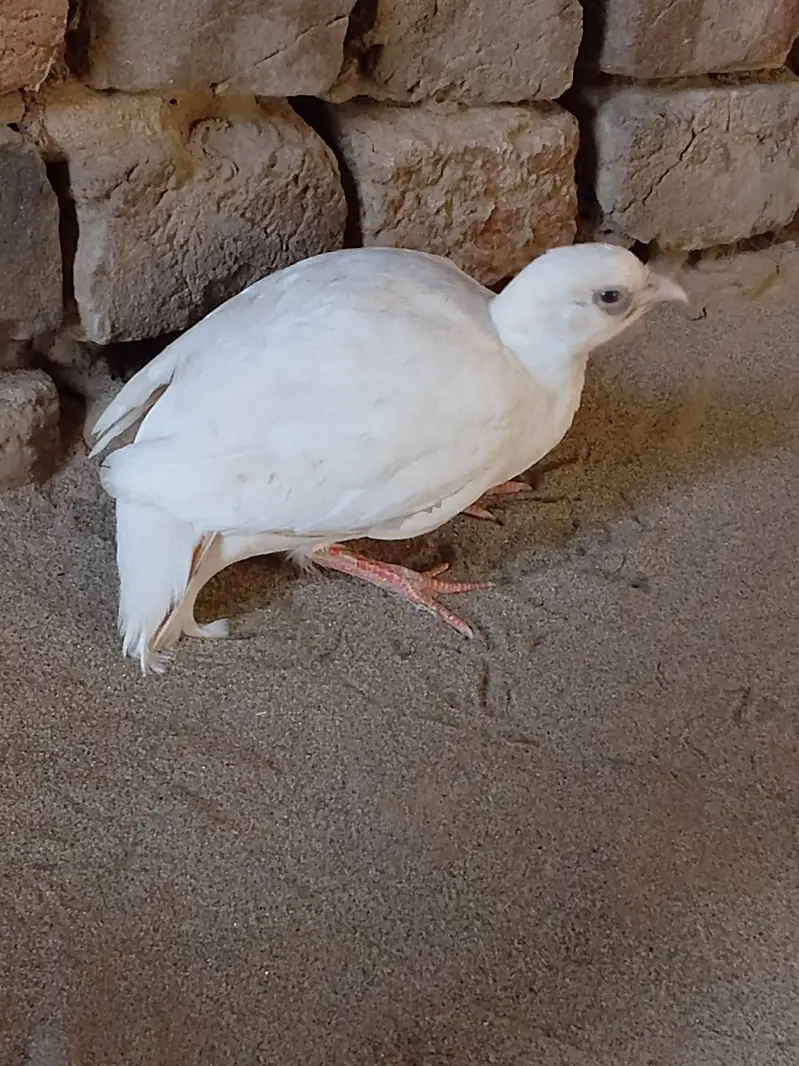 White teetar male and female breader — photo 2
