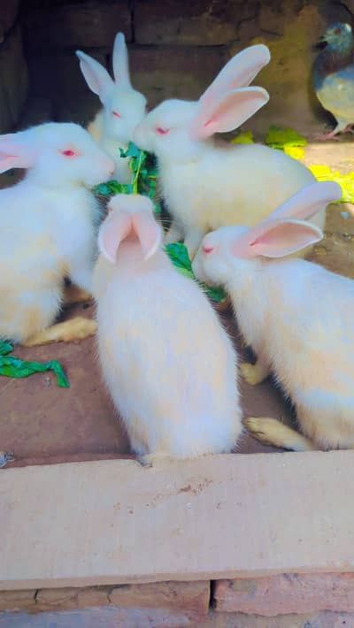 Red eyes rabbit 