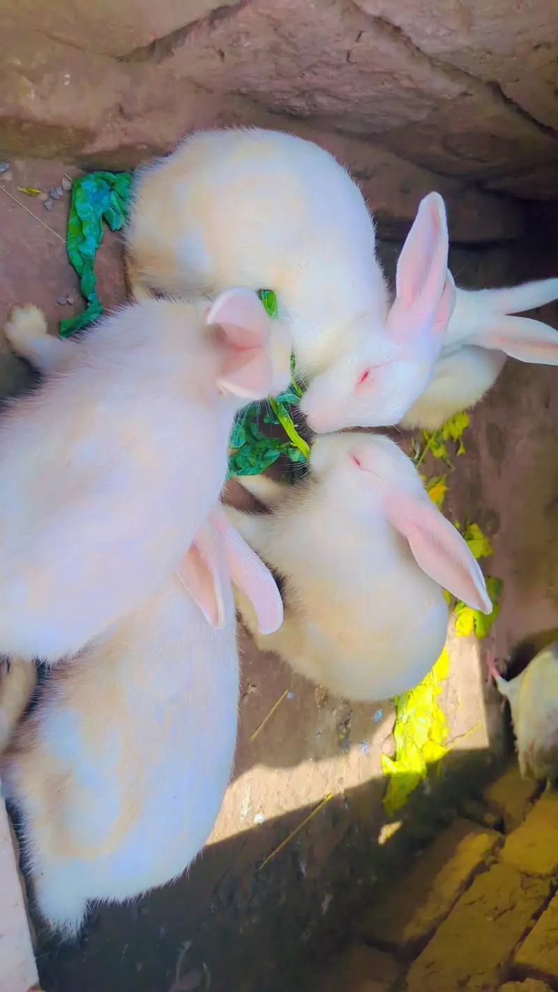 Red eyes rabbit  — photo 2