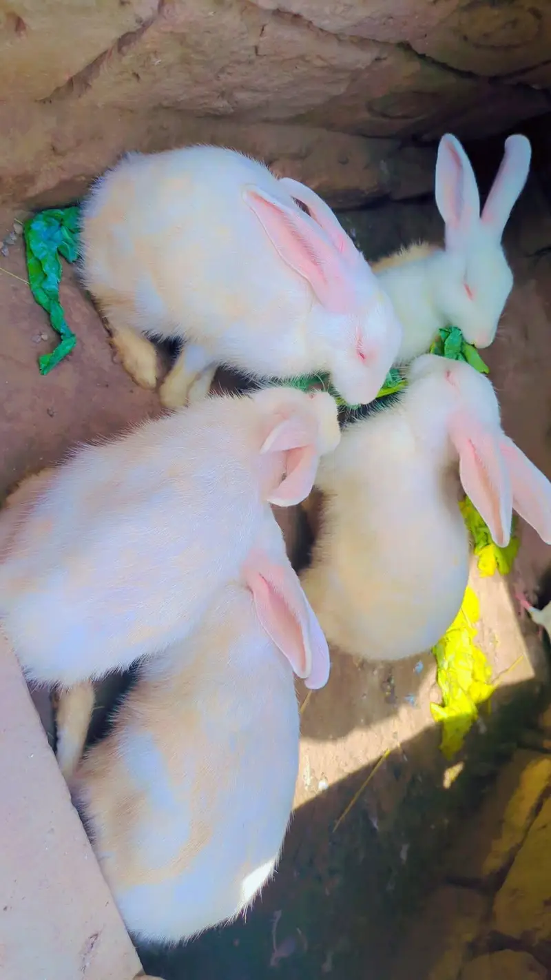 Red eyes rabbit  — photo 4