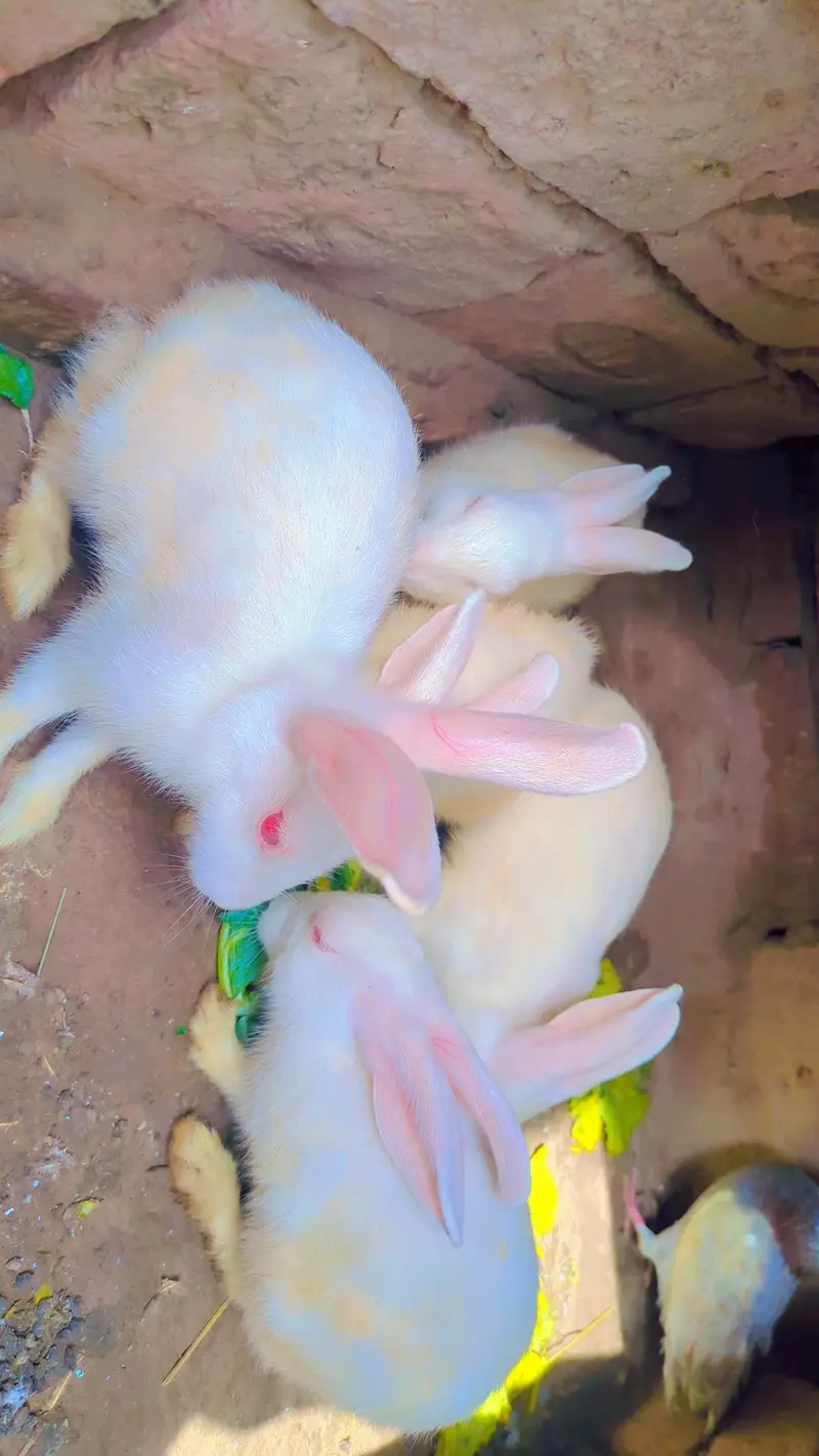 Red eyes rabbit  — photo 5
