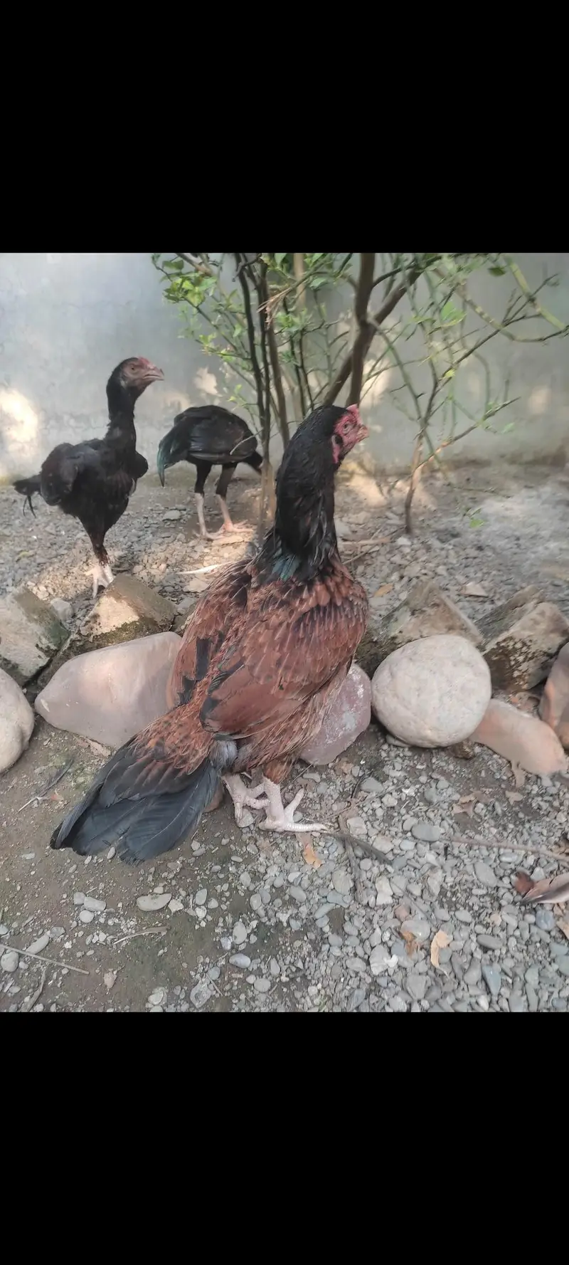 Aseel Lakhi madi — photo 2